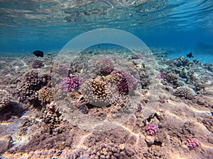 Underwater life of reef with corals and tropical fish. Coral Reef at the Red Sea, Egypt