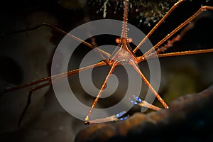 Underwater life on the reefs around the Dutch Caribbean island of Bonaire