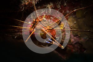 Underwater life on the reefs around the Dutch Caribbean island of Bonaire