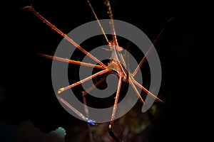 Underwater life on the reefs around the Dutch Caribbean island of Bonaire