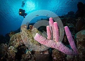 Underwater life on the reefs around the Dutch Caribbean island of Bonaire