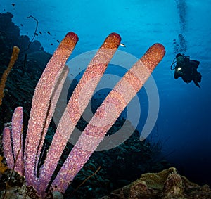 Underwater life on the reefs around the Dutch Caribbean island of Bonaire