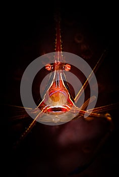 Underwater life on the reefs around the Dutch Caribbean island of Bonaire