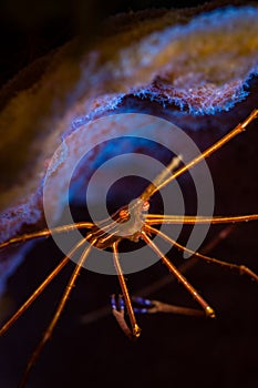 Underwater life on the reefs around the Dutch Caribbean island of Bonaire