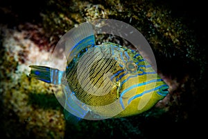 Underwater life on the reefs around the Dutch Caribbean island of Bonaire