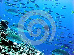 Underwater Mackerel Gang