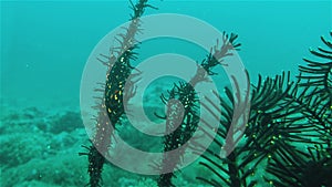 Underwater Macro Close Up Of Weird Marine Critter Camouflaged On Phillipines Reef