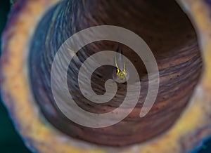 Underwater macro images from Bonaire in the Dutch Caribbean