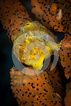 Underwater macro images from Bonaire in the Dutch Caribbean