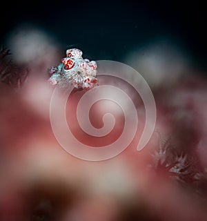 Underwater macro life in the famous Lembeh Straits of North Sulawesi, Indonesia