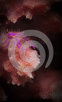 Underwater macro life in the Lembeh Straits of Indonesia