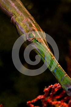 Underwater macro life in the Lembeh Straits of Indonesia