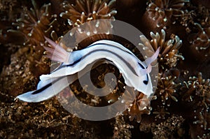 Underwater macro life in the Lembeh Straits of Indonesia