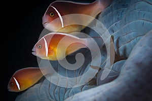 Underwater macro life in the Lembeh Straits of Indonesia