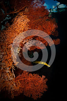 Underwater macro life in the Lembeh Straits of Indonesia