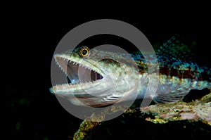 Underwater macro life in the Lembeh Straits of Indonesia