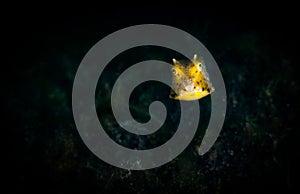 Underwater macro life in the Lembeh Straits of Indonesia