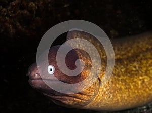 Underwater macro life in the Lembeh Straits of Indonesia