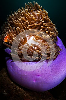 Underwater macro life in the Lembeh Straits of Indonesia