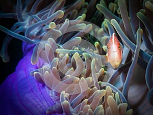 Underwater macro life in the Lembeh Straits of Indonesia