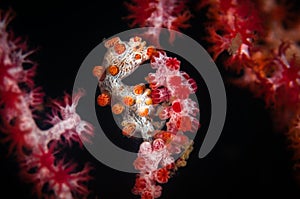 Underwater macro life in the Lembeh Straits of Indonesia