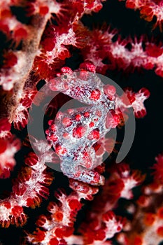 Underwater macro life in the Lembeh Straits of Indonesia