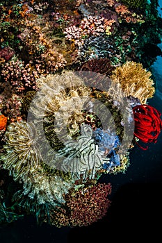 Underwater macro life in the Lembeh Straits of Indonesia