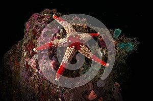 Underwater macro life in the Lembeh Straits of Indonesia