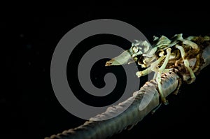 Underwater macro life in the Lembeh Straits of Indonesia