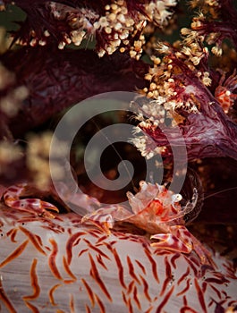 Underwater macro life in the Lembeh Straits of Indonesia