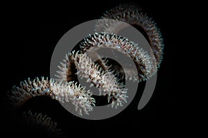 Underwater macro life in the Lembeh Straits of Indonesia