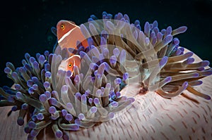 Underwater macro life in the Lembeh Straits of Indonesia