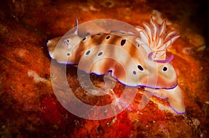 Underwater macro life in the Lembeh Straits of Indonesia