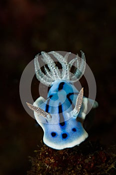 Underwater macro life in the Lembeh Straits of Indonesia