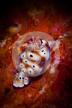 Underwater macro life in the Lembeh Straits of Indonesia