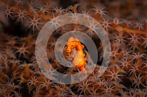 Underwater macro life in the Lembeh Straits of Indonesia