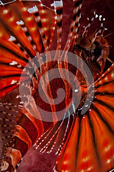 Underwater macro life in the Lembeh Straits of Indonesia