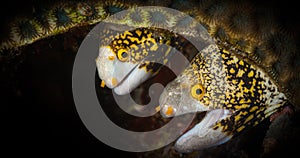 Underwater macro life in the Lembeh Straits of Indonesia