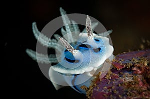 Underwater macro life in the Lembeh Straits of Indonesia