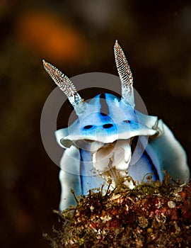 Underwater macro life in the Lembeh Straits of Indonesia