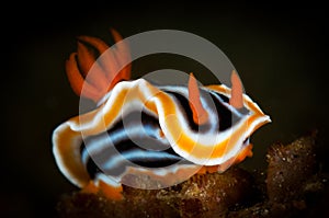 Underwater macro life in the Lembeh Straits of Indonesia