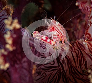 Underwater macro life in the Lembeh Straits of Indonesia