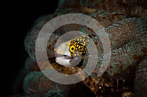 Underwater macro life in the Lembeh Straits of Indonesia