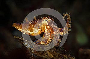 Underwater macro life in the Lembeh Straits of Indonesia