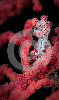 Underwater macro life in the Lembeh Straits of Indonesia