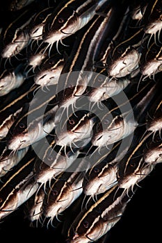 Underwater macro life in the Lembeh Straits of Indonesia