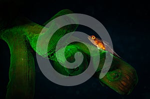 Underwater macro life in the Lembeh Straits of Indonesia