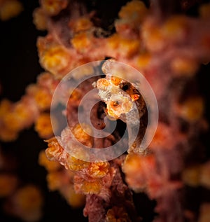 Underwater macro life in the Lembeh Straits of Indonesia