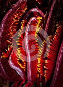 Underwater macro life in the Lembeh Straits of Indonesia