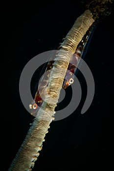 Underwater macro life in the Lembeh Straits of Indonesia